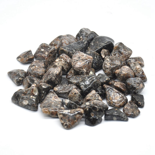 Turritella Agate Tumbles 100g