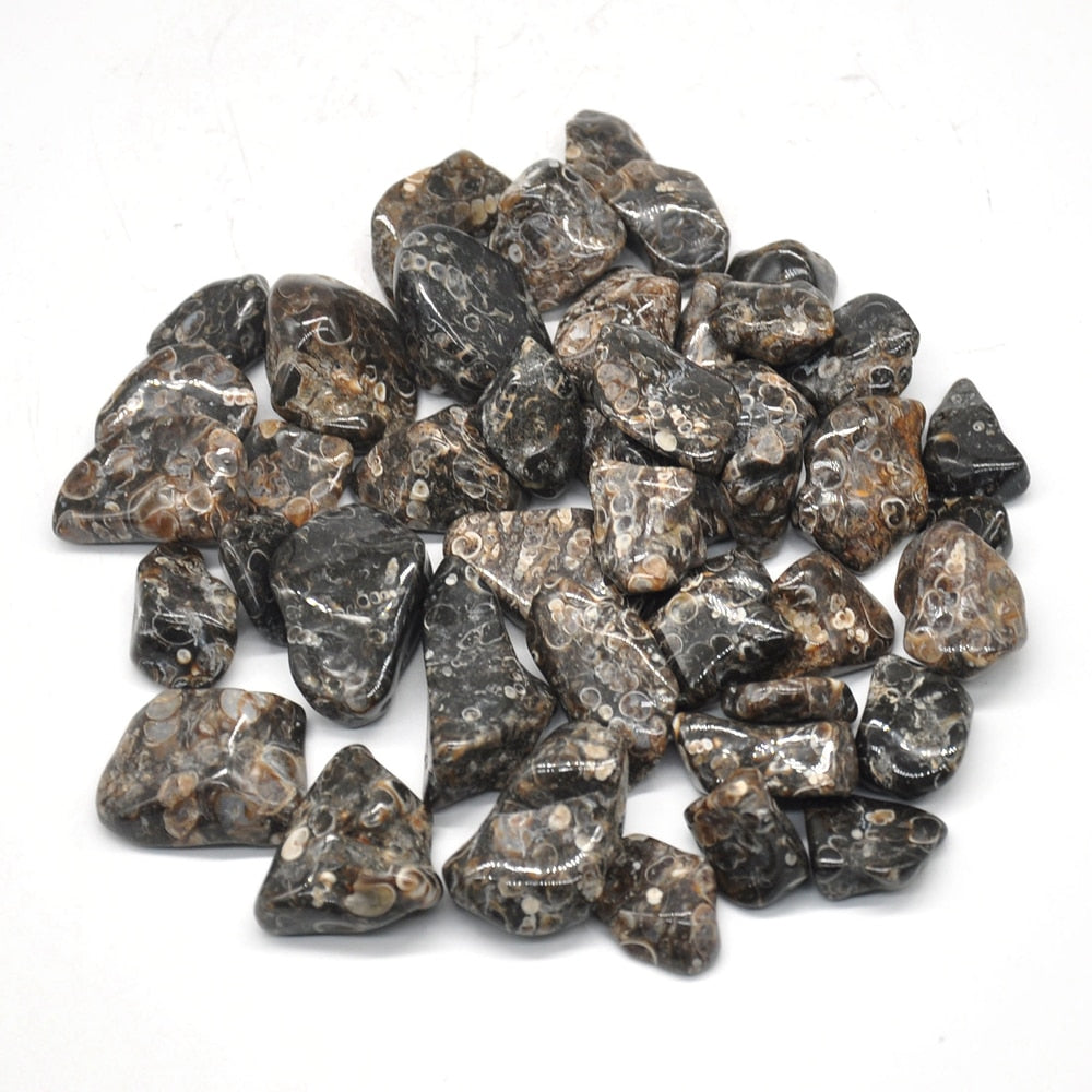 Turritella Agate Tumbles 100g