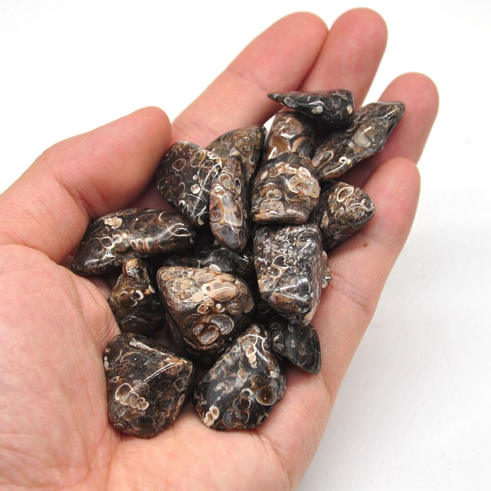 Turritella Agate Tumbles 100g