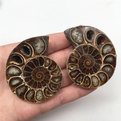 Ammonite Shell with Quartz Specimen