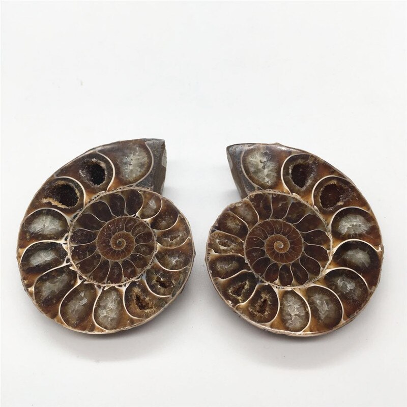 Ammonite Shell with Quartz Specimen