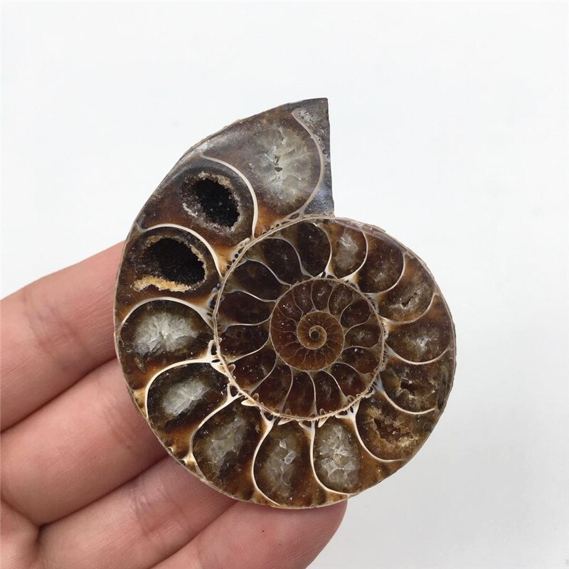 Ammonite Shell with Quartz Specimen