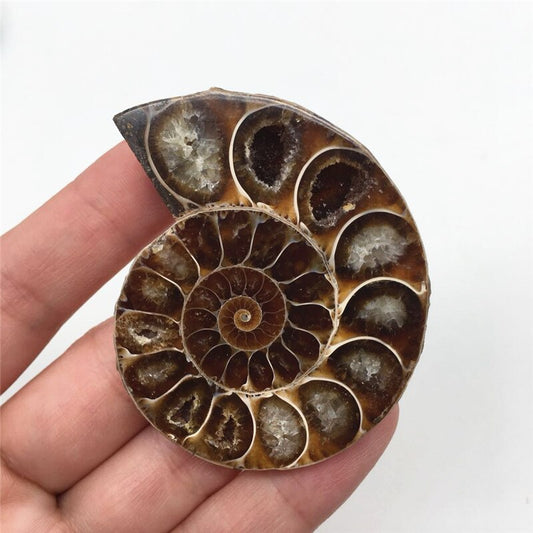 Ammonite Shell with Quartz Specimen