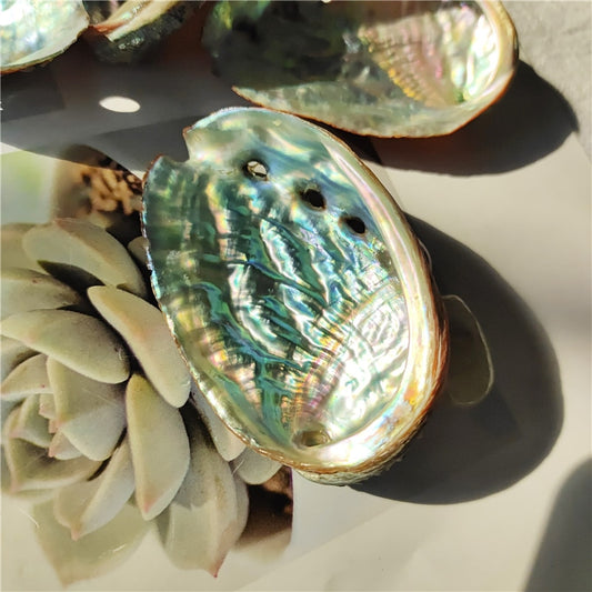 Big Abalone Shell